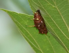 Graphium agamemnon