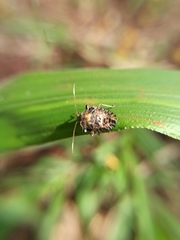 Pentatomidae