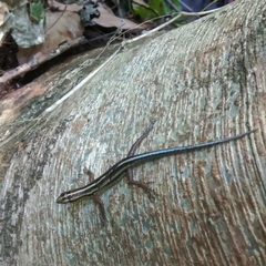 Sphenomorphus sanctus