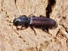 Bothrideridae