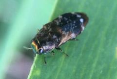 Diphucrania scabrosula