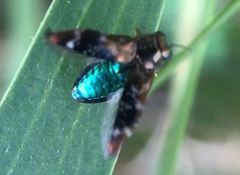 Diphucrania scabrosula