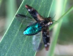 Diphucrania scabrosula