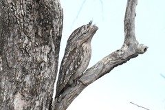 Podargus strigoides phalaenoides