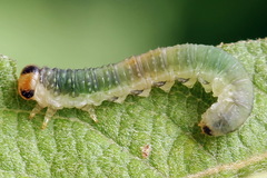 Euura hypoxantha
