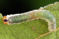 Euura hypoxantha