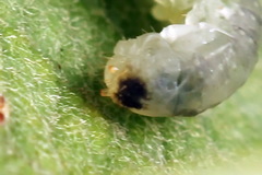 Euura hypoxantha