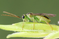 Euura hypoxantha