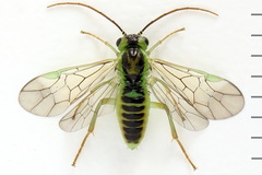 Euura hypoxantha
