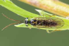 Euura hypoxantha