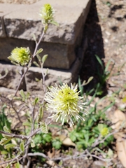 Fothergilla