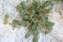 Mabrya acerifolia
