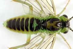 Euura hypoxantha