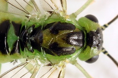 Euura hypoxantha