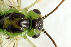 Euura hypoxantha