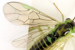 Euura hypoxantha