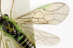 Euura hypoxantha