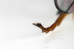 Euura hypoxantha