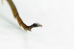 Euura hypoxantha