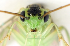 Euura hypoxantha
