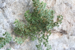 Mabrya acerifolia