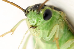 Euura hypoxantha