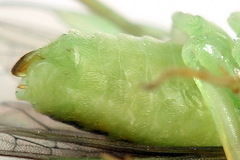 Euura hypoxantha