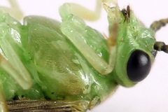 Euura hypoxantha