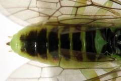 Euura hypoxantha