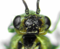Euura hypoxantha