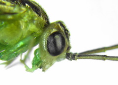Euura hypoxantha