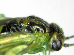 Euura hypoxantha