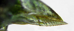 Euura hypoxantha