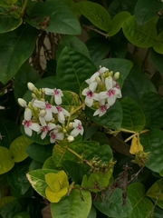 Pseuderanthemum carruthersii