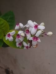 Pseuderanthemum carruthersii