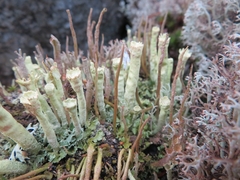 Cladonia sulphurina