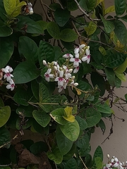 Pseuderanthemum carruthersii