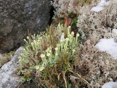 Cladonia sulphurina