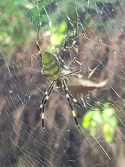 Trichonephila clavata