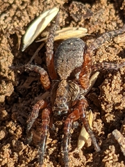 Trochosa sepulchralis