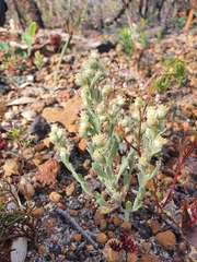 Pterochaeta paniculata