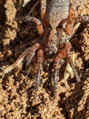 Trochosa sepulchralis