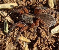 Trochosa sepulchralis