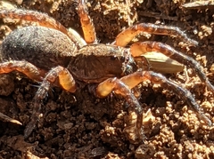 Trochosa sepulchralis