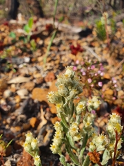 Pterochaeta paniculata
