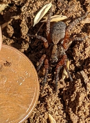 Trochosa sepulchralis