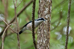 Pteruthius aeralatus annamensis