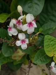 Pseuderanthemum carruthersii