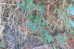 Phaseolus filiformis