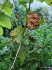 Diplocyclos palmatus